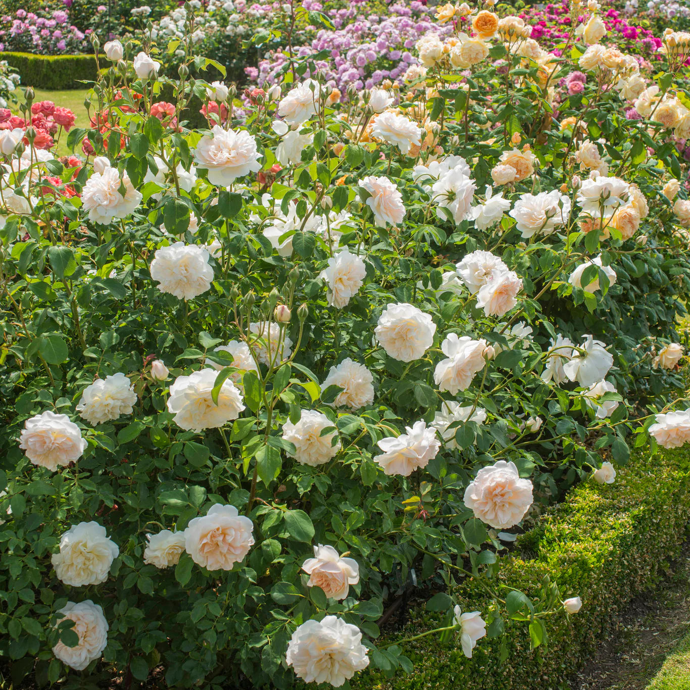 Rosa 'Lichfield Angel' (struikroos)