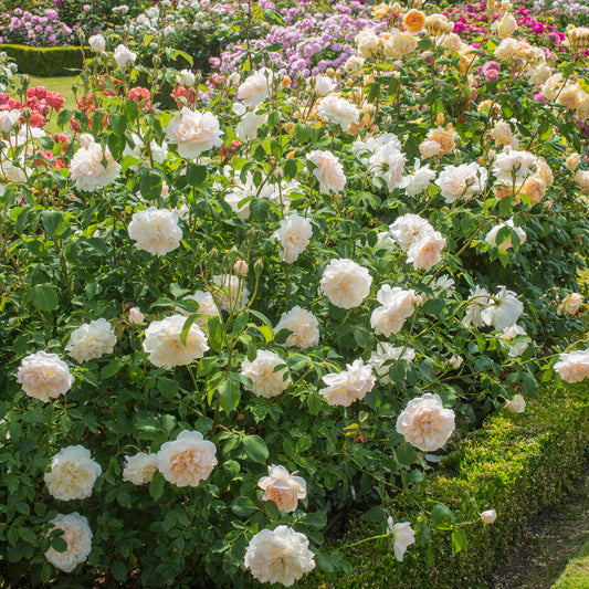 Rosa 'Lichfield Angel' (struikroos)