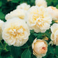 Rosa 'Lichfield Angel' (struikroos)