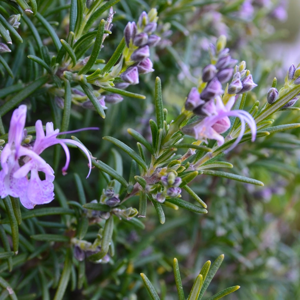 Rosmarinus officinalis (rozemarijn)