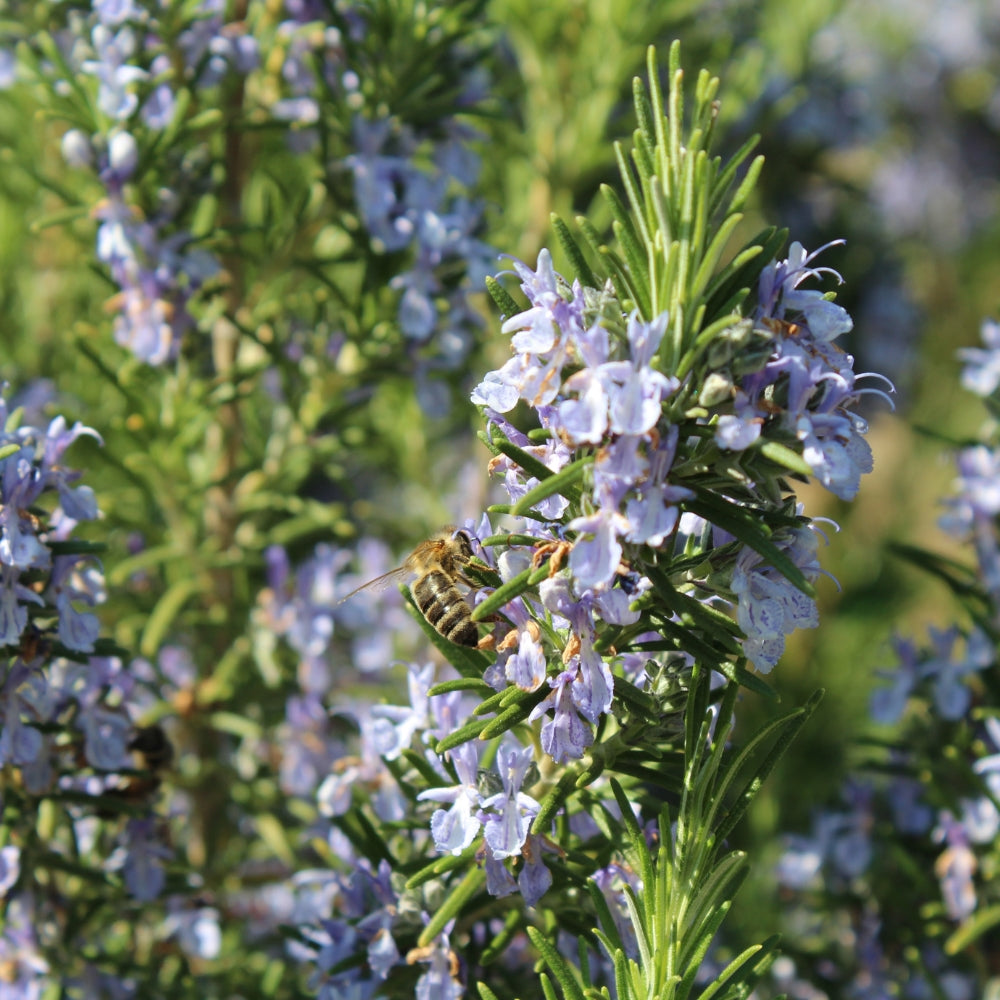 Rosmarinus officinalis (rozemarijn)