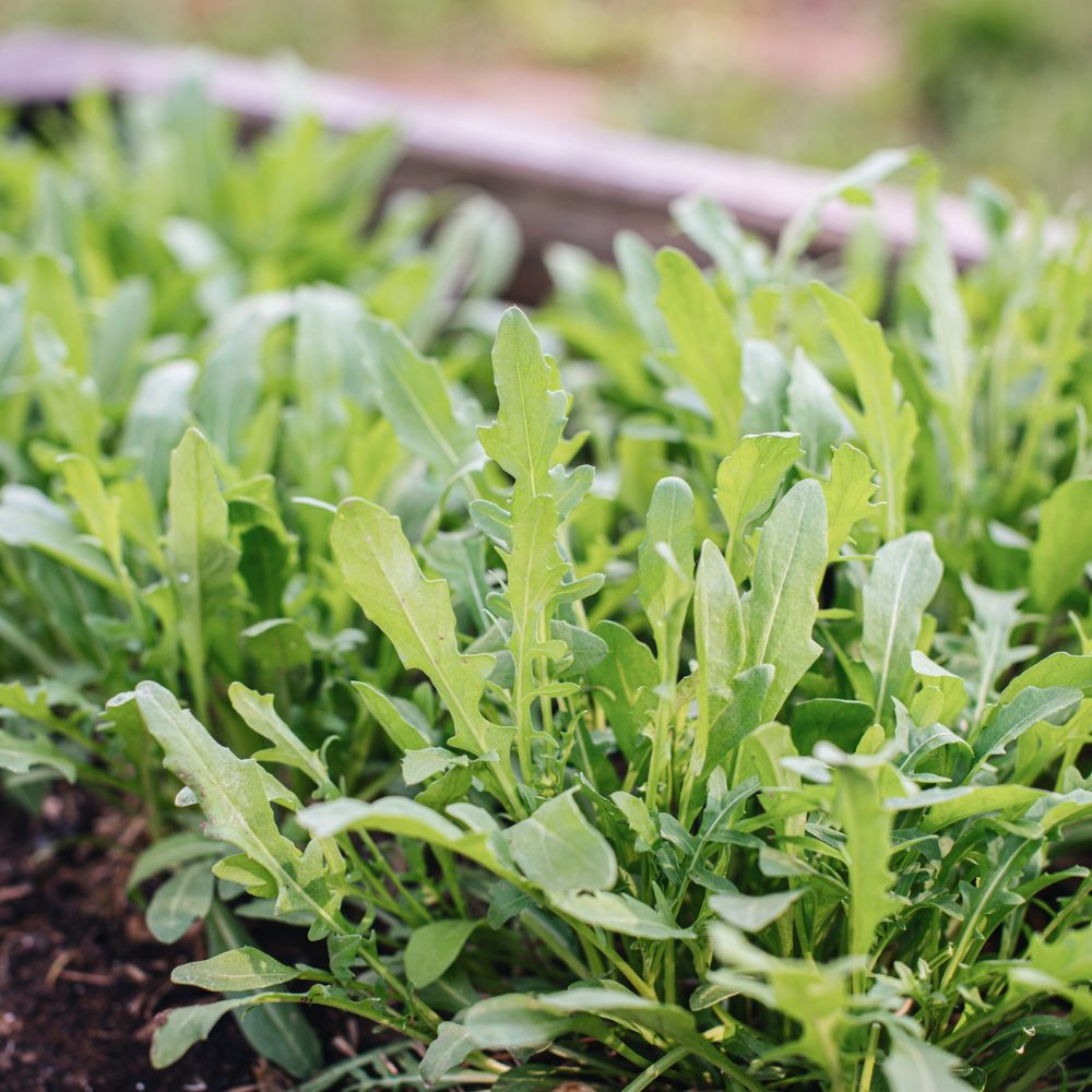 Rucola 'Selvatica' BIO