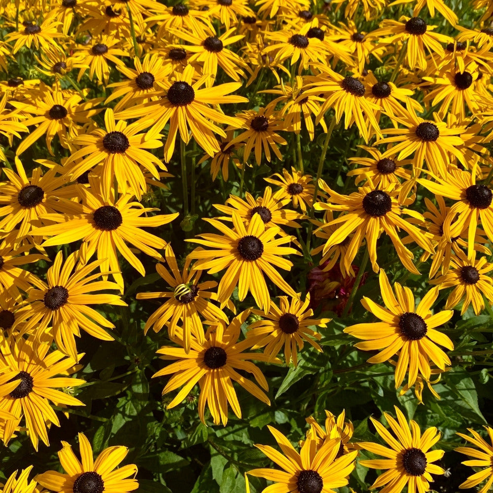 Rudbeckia fulgida 'Goldsturm' (zonnehoed) BIO