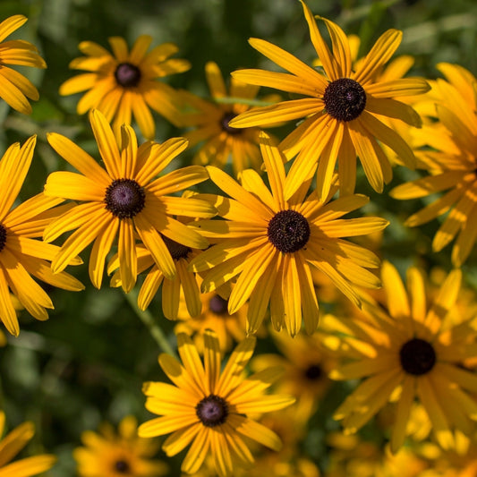 Rudbeckia fulgida 'Goldsturm' (zonnehoed) BIO