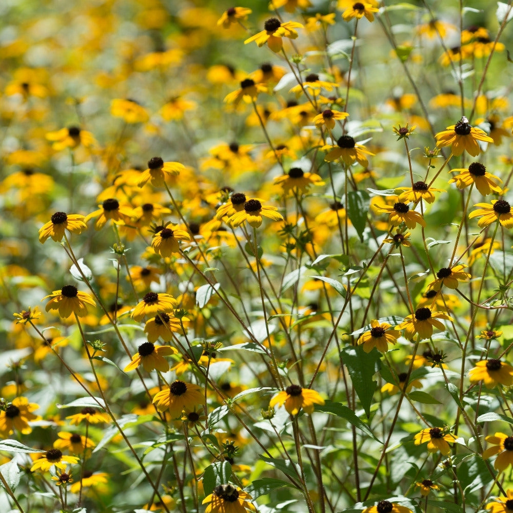 Rudbeckia triloba (zonnehoed)