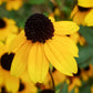 Rudbeckia triloba (zonnehoed)