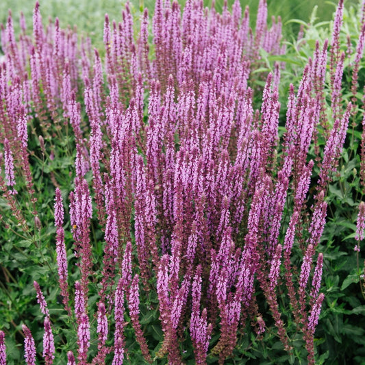 Salvia nemorosa 'Amethyst' (salie) BIO