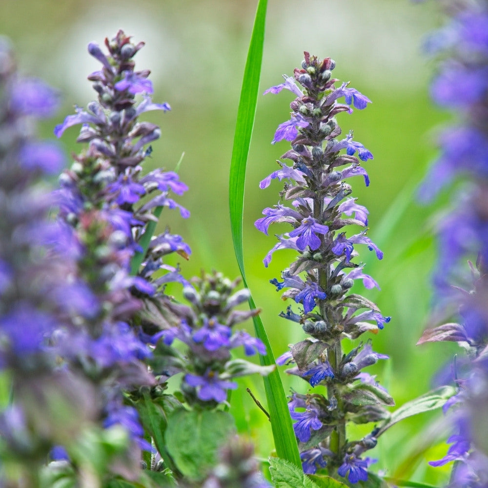 Salvia nemorosa 'Blauhugel' (salie) BIO