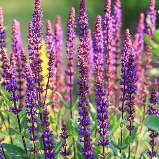 Salvia nemorosa 'Caradonna' (salie) BIO