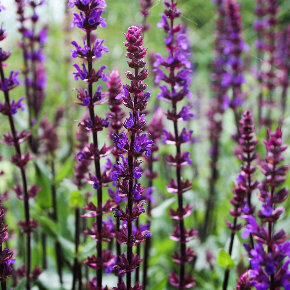 Salvia nemorosa 'Caradonna' (salie)