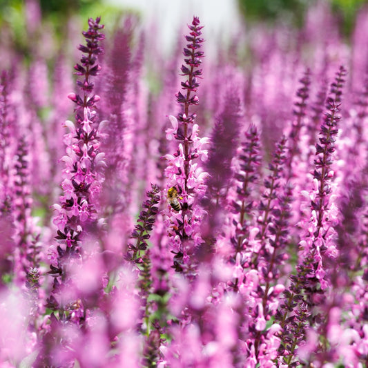 Salvia nemorosa 'Rose Queen' (salie)