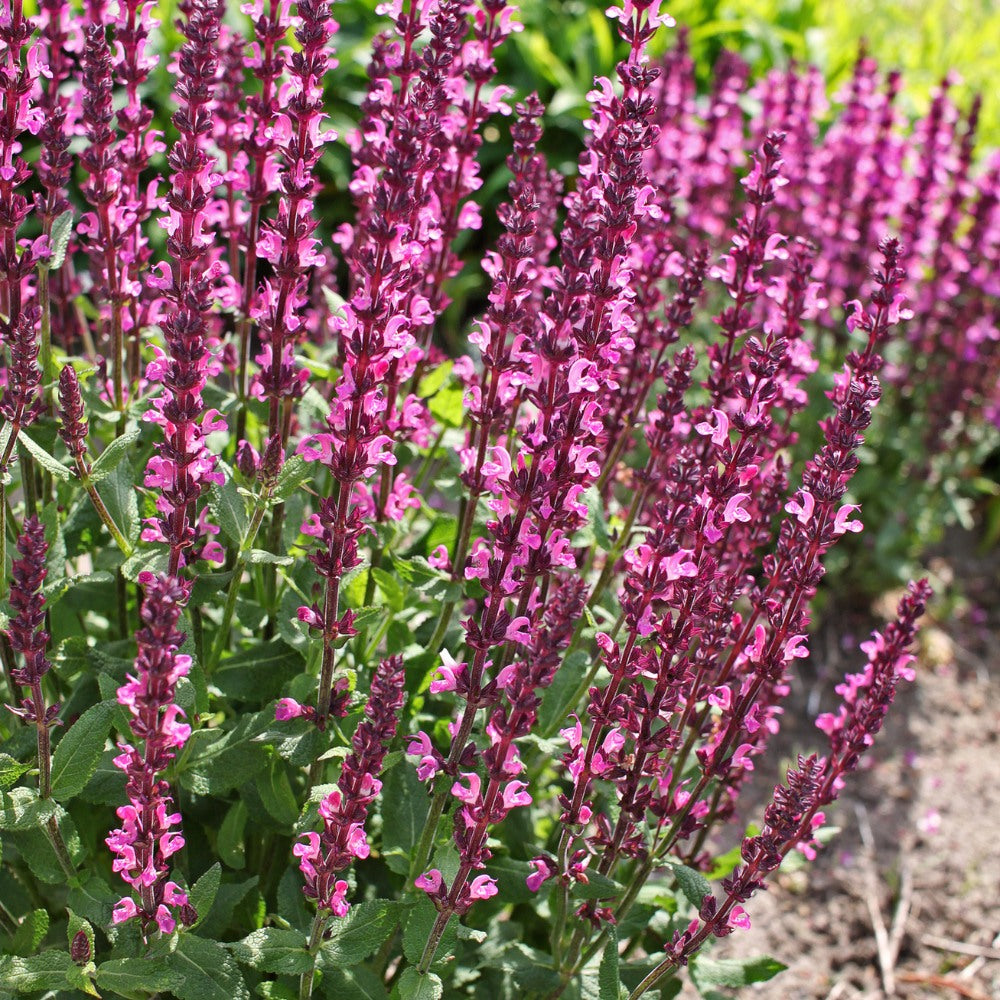 Salvia nemorosa 'Rose Queen' (salie)