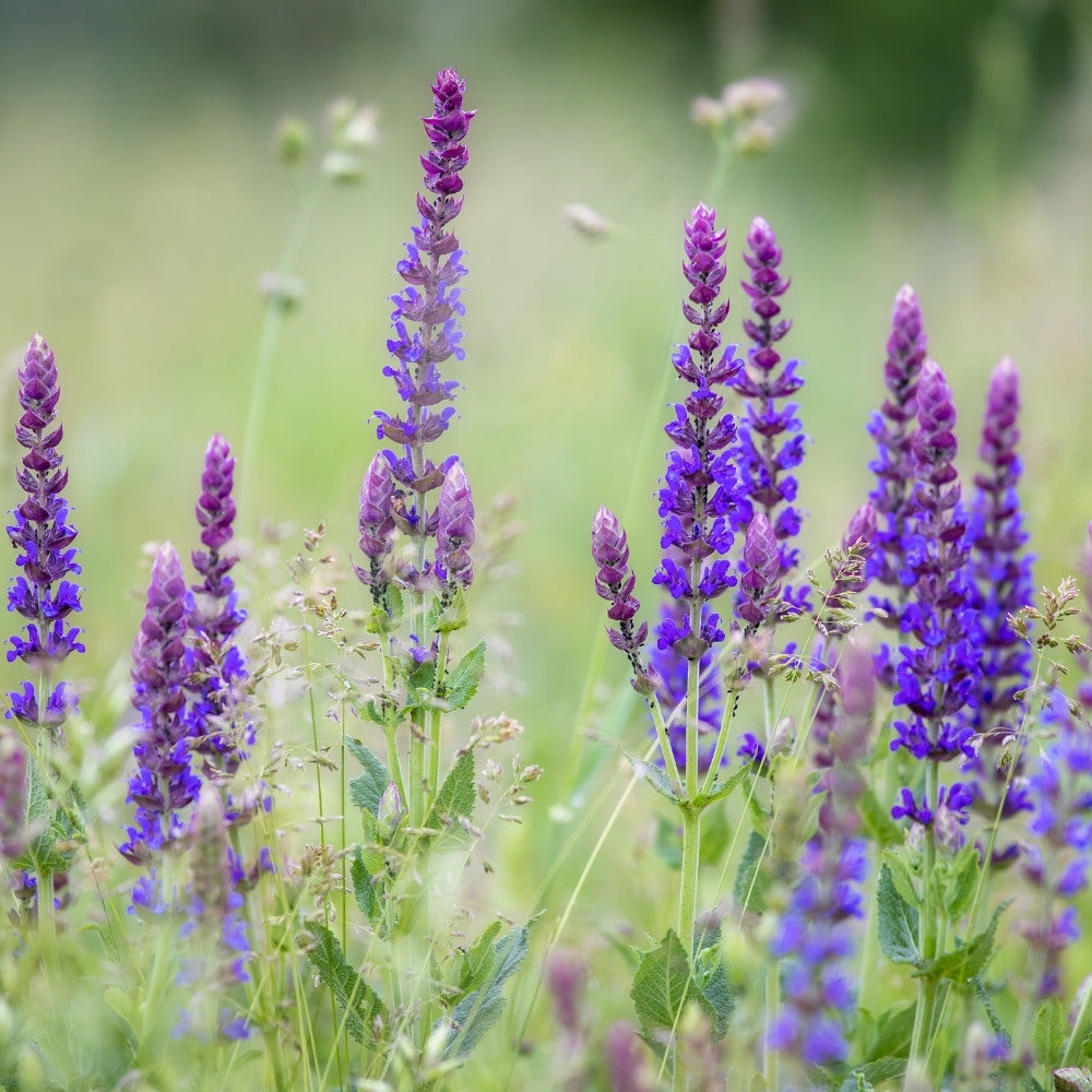 Salvia pratensis (veldsalie)