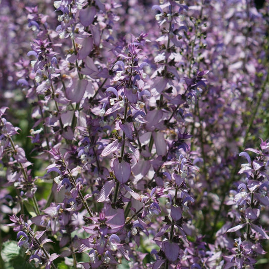 Salvia sclarea (muskaatsalie)