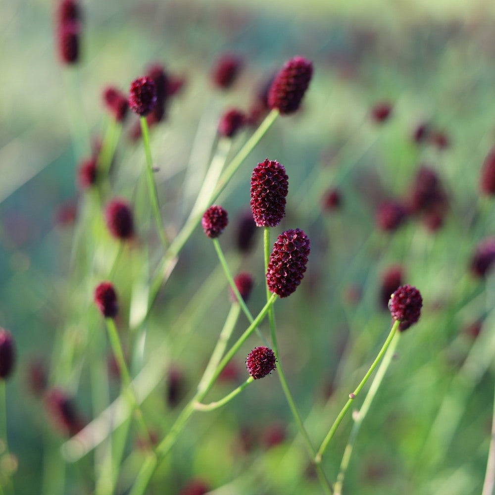 Sanguisorba officinalis (pimpernel)