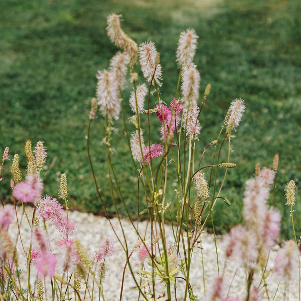 Sanguisorba tenuifolium 'Pink Elephant' (grote pimpernel)