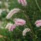 Sanguisorba tenuifolium 'Pink Elephant' (grote pimpernel)