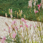 Sanguisorba tenuifolium 'Pink Elephant' (grote pimpernel)