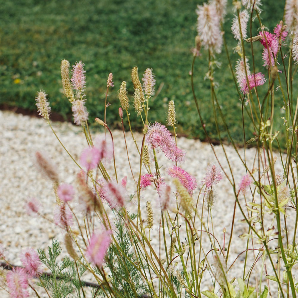 Sanguisorba tenuifolium 'Pink Elephant' (grote pimpernel)