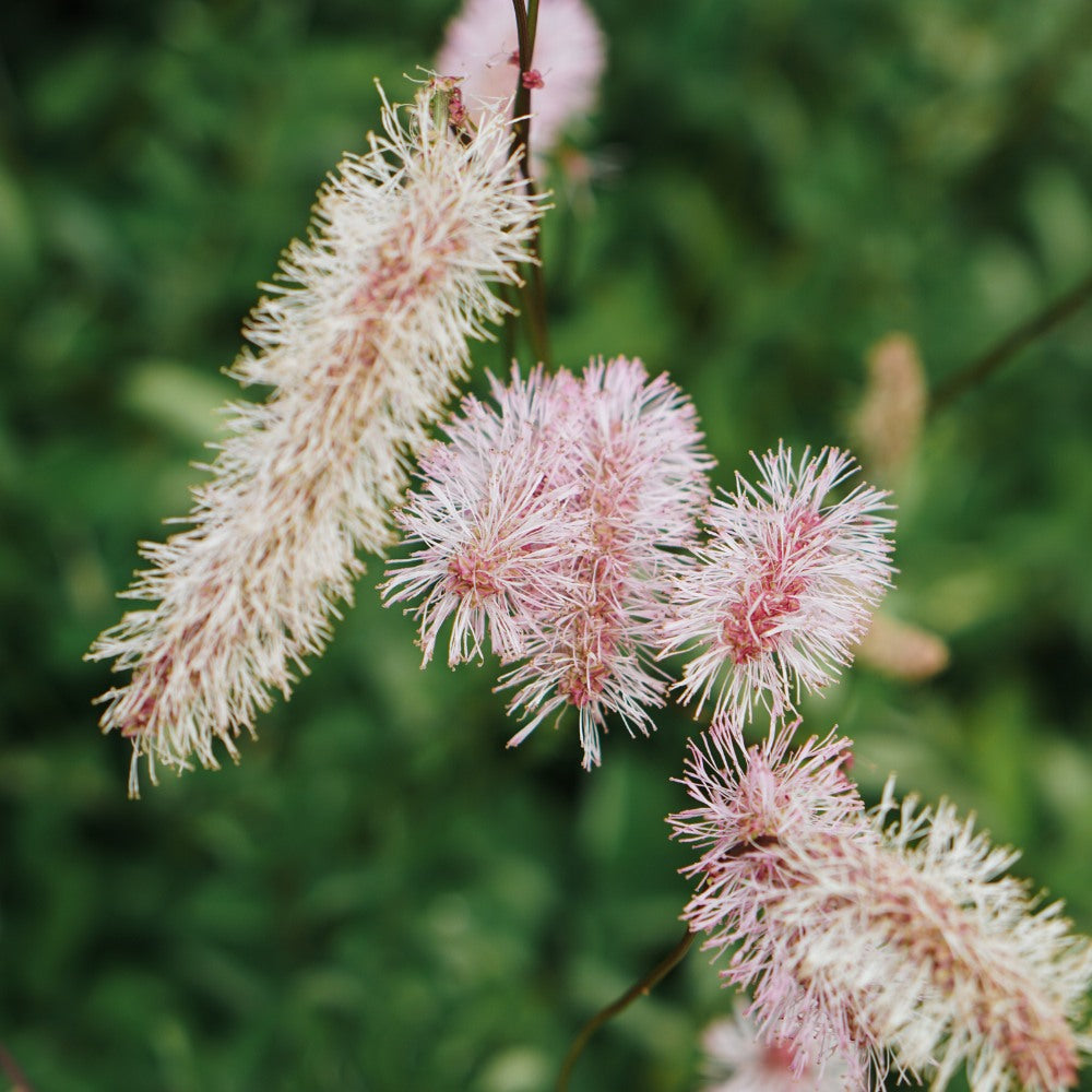 Sanguisorba tenuifolium 'Pink Elephant' (grote pimpernel)