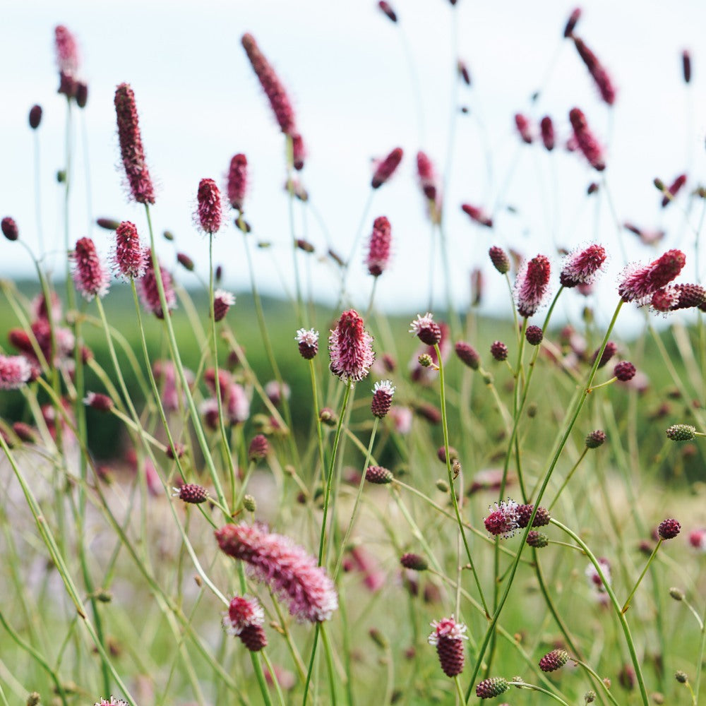 Sanguisorba officinalis 'Pink Tanna' (grote pimpernel)