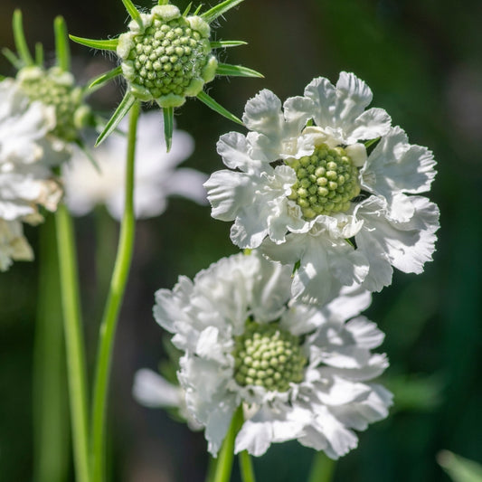 Scabiosa caucasica 'Alba' (duifkruid) BIO