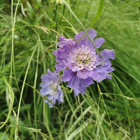 Scabiosa caucasica 'Perfecta' (duifkruid) BIO