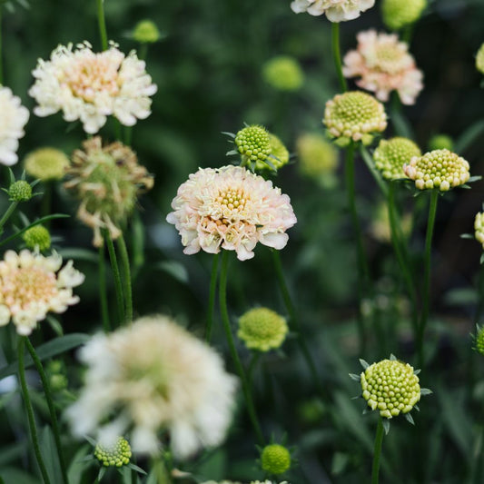 Scabiosa atropurpurea ‘Fata Morgana’ (duifkruid)