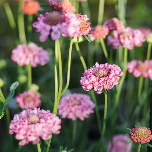 Scabiosa atropurpurea ‘Salmon Queen’ (duifkruid)