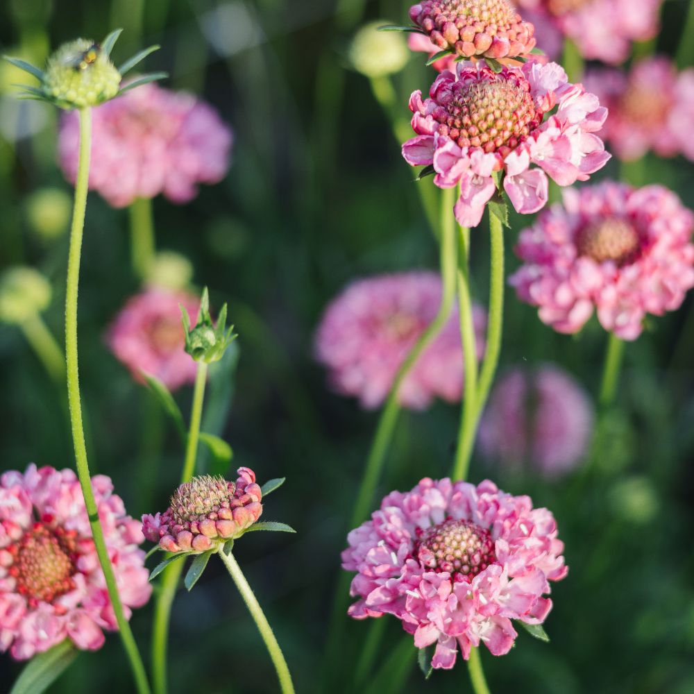 Scabiosa atropurpurea ‘Salmon Queen’ (duifkruid)