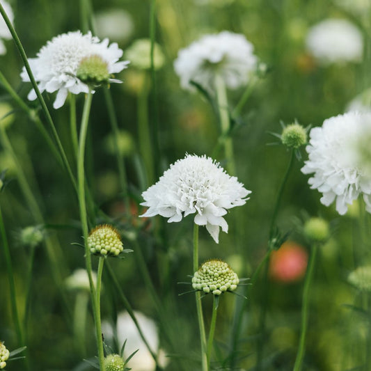 Scabiosa atropurpurea ‘Snowmaiden’ (duifkruid)