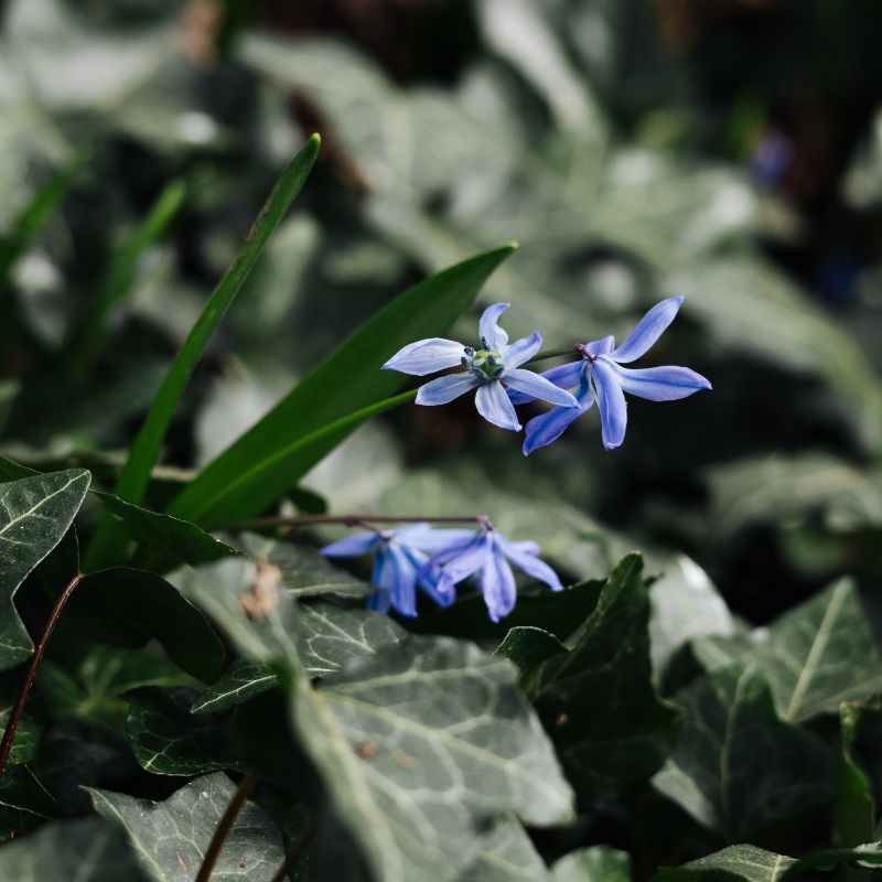 Scilla sibirica (sterhyacint, 10 stuks) BIO