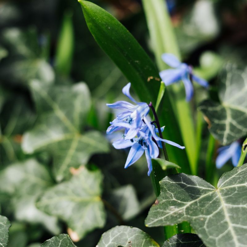 Scilla sibirica (sterhyacint, 10 stuks) BIO