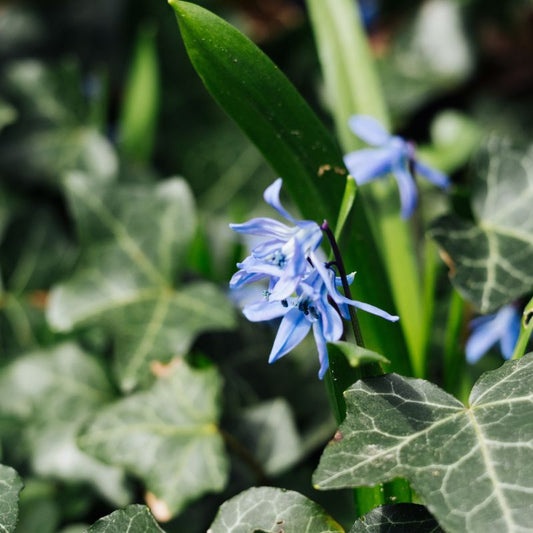 Scilla sibirica (sterhyacint, 10 stuks) BIO
