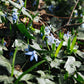 Scilla sibirica (sterhyacint, 10 stuks) BIO