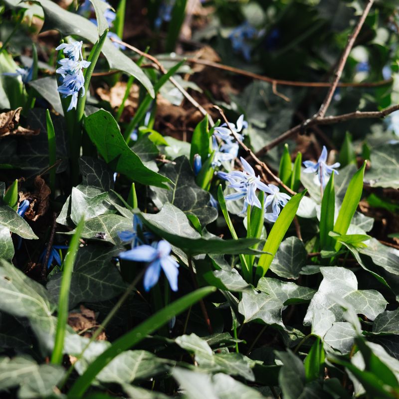 Scilla sibirica (sterhyacint, 10 stuks) BIO