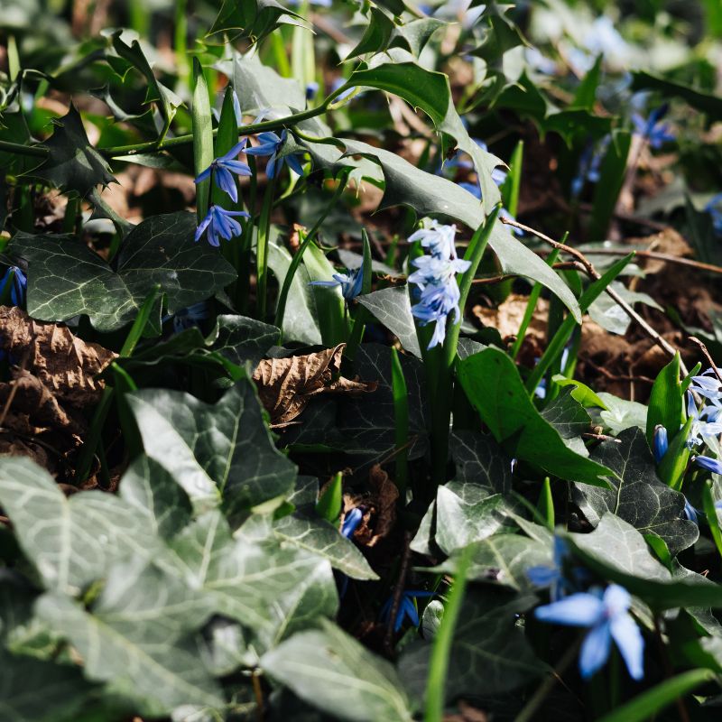 Scilla sibirica (sterhyacint, 10 stuks) BIO