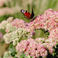 Sedum 'Herbstfreude' (hemelsleutel) BIO