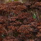 Sedum 'Herbstfreude' (hemelsleutel) BIO