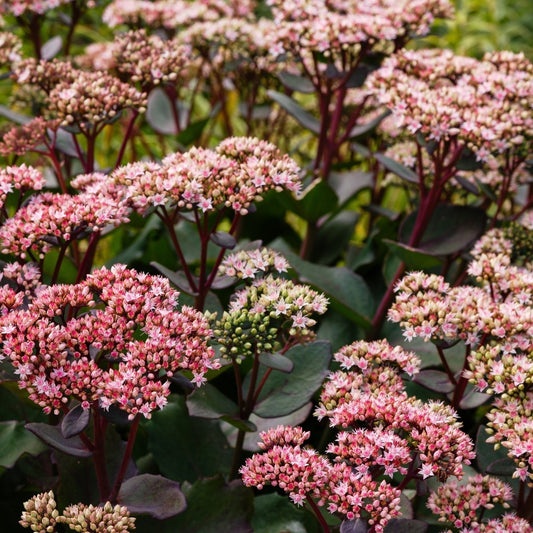 Sedum 'Herbstfreude' (hemelsleutel) BIO