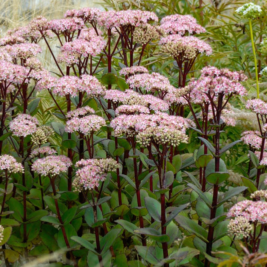 Sedum 'Matrona' (hemelsleutel)