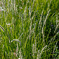 Sesleria autumnalis (blauwgras)