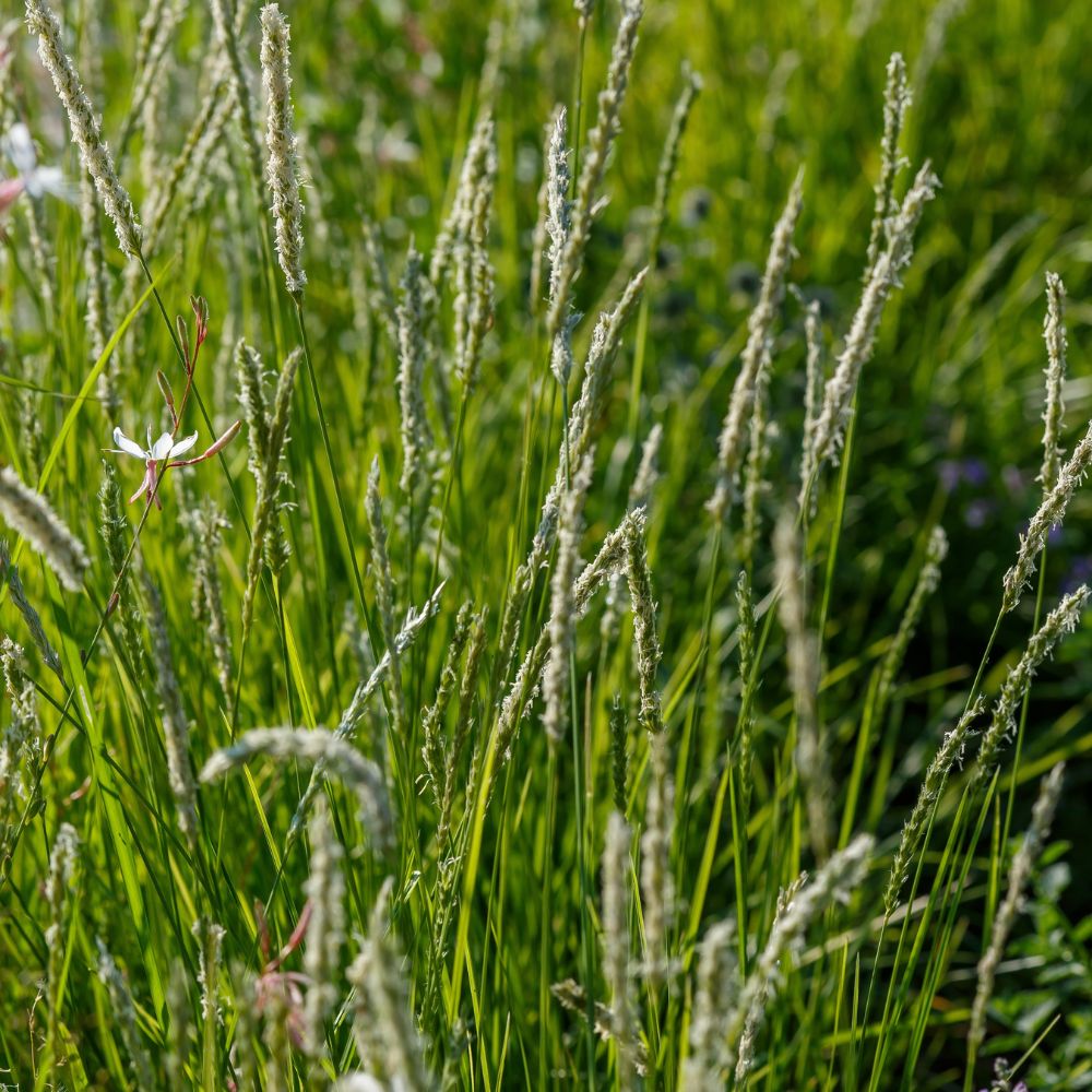 Sesleria autumnalis (blauwgras)