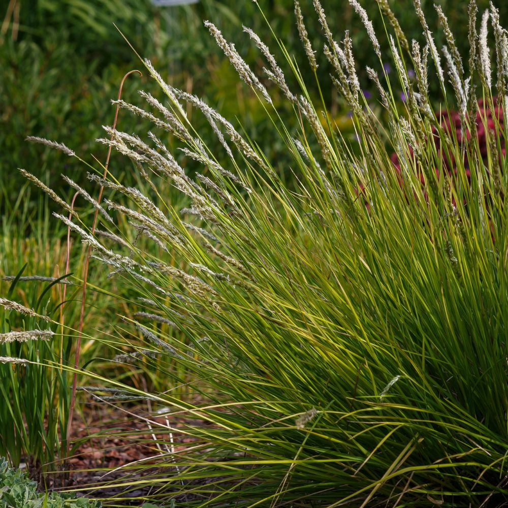 Sesleria autumnalis (blauwgras)