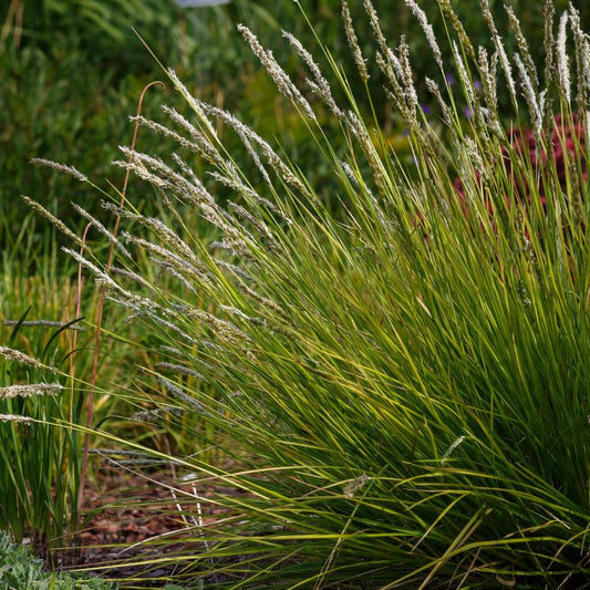 Sesleria autumnalis (blauwgras)