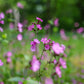 Silene dioica (dagkoekoeksbloem) BIO