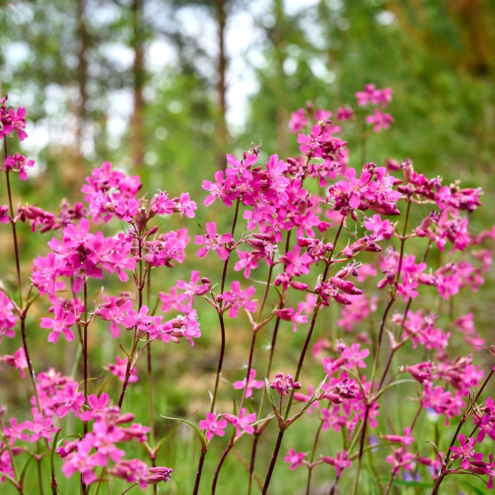 Silene dioica (dagkoekoeksbloem) BIO