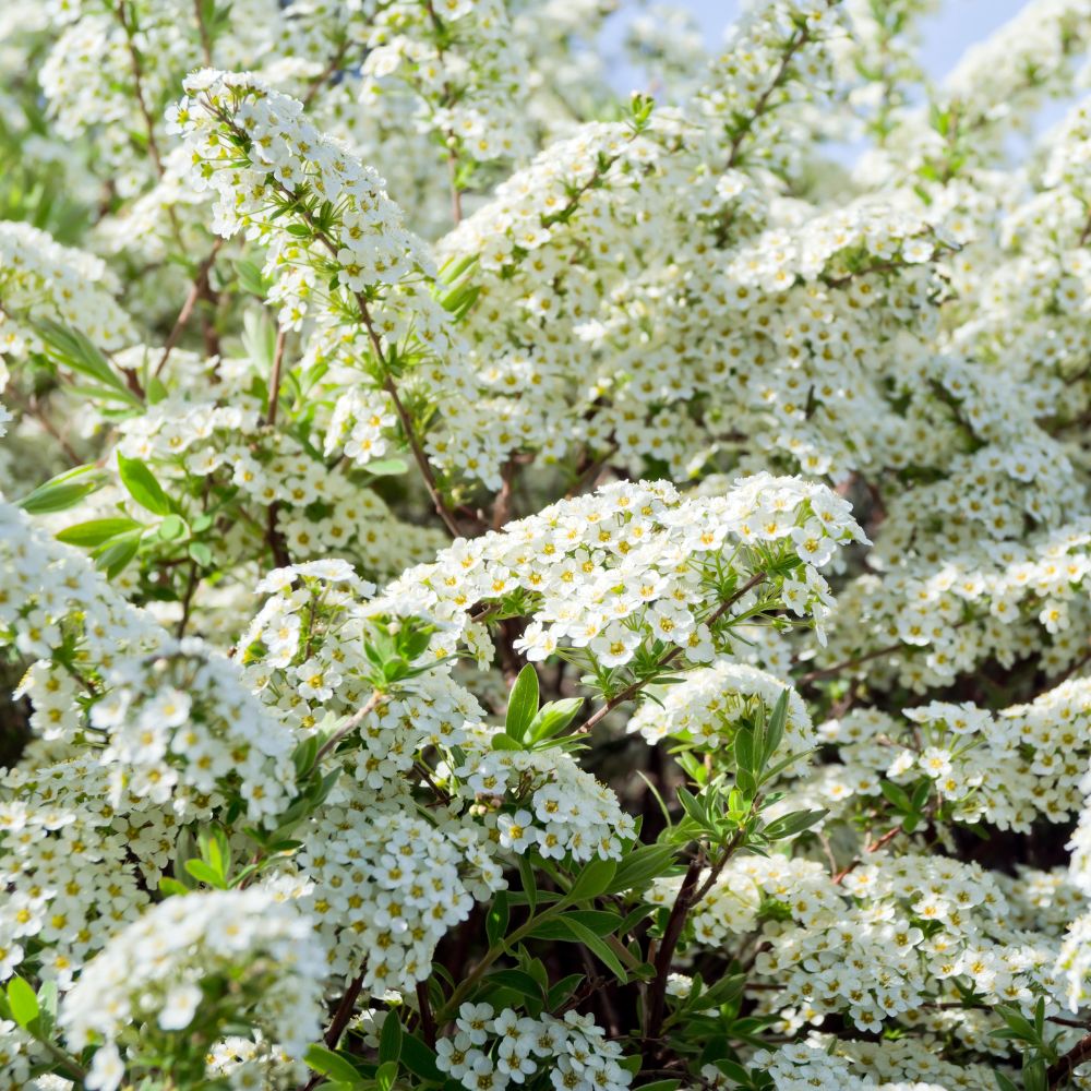 Spiraea arguta (spierstruik)