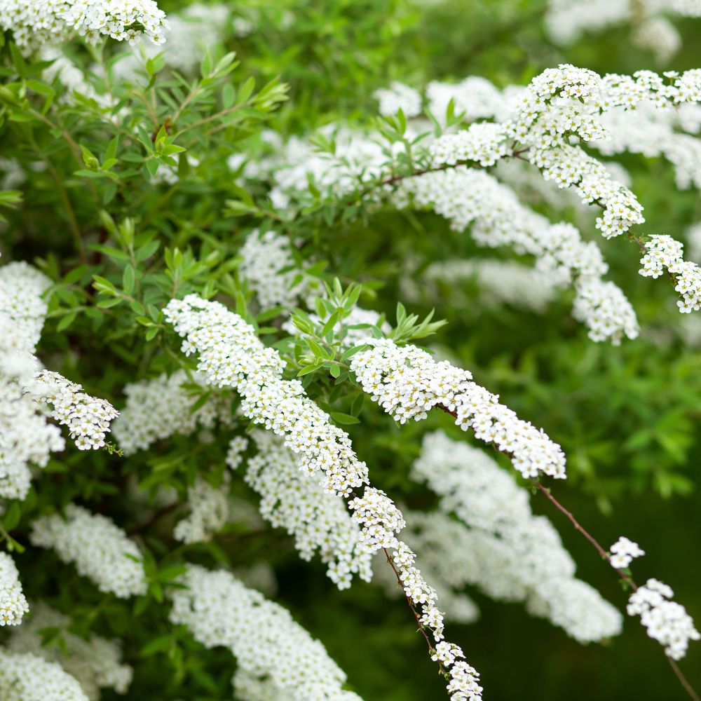 Spiraea arguta (spierstruik)