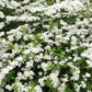 Spiraea arguta (spierstruik)